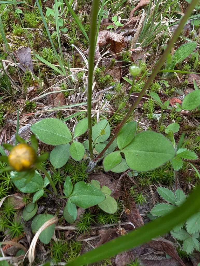 Coreopsis Auriculata