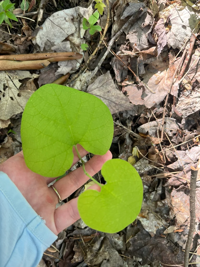 Aristolochia Durior