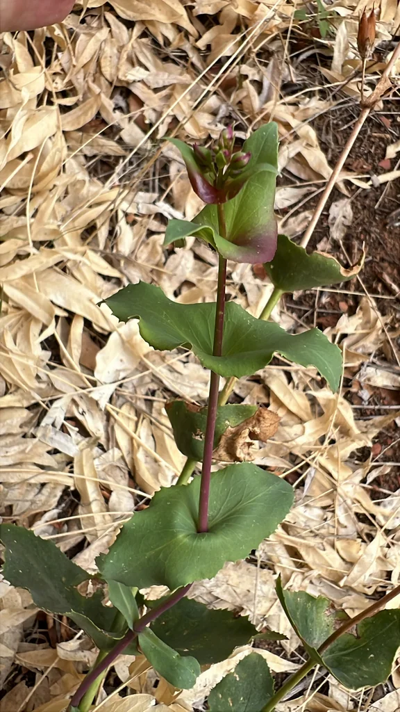 Penstemon Pseudospectabilis