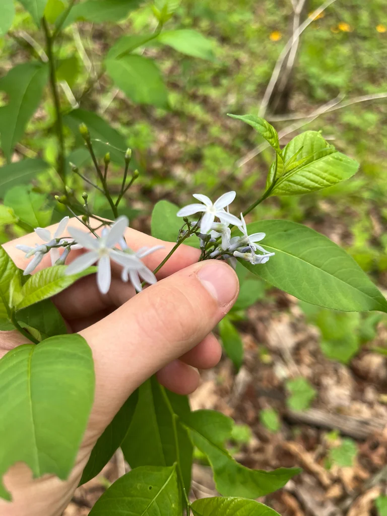 Amsonia tabernaemontana