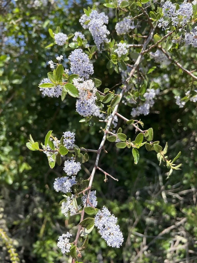 Ceanothus Oliganthus