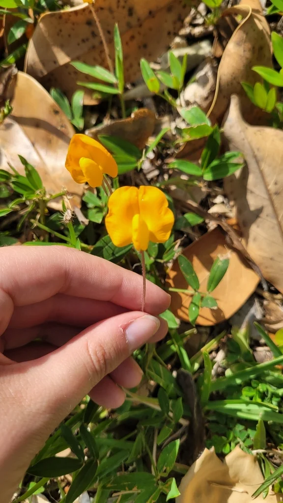 Arachis Glabrata