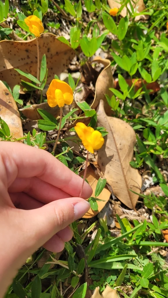 Arachis Glabrata