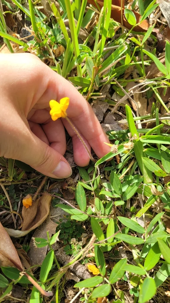 Arachis Glabrata
