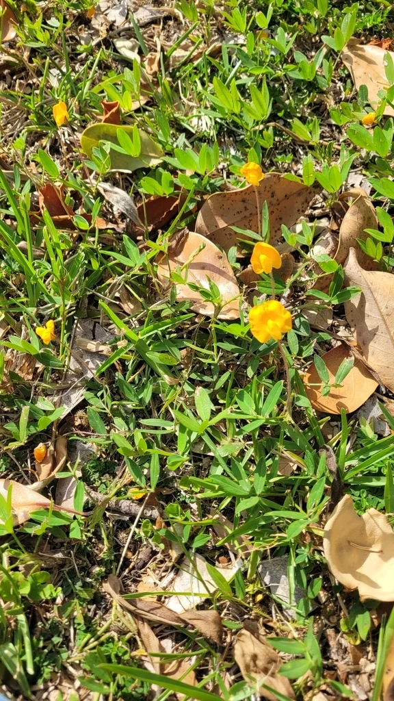 Arachis Glabrata