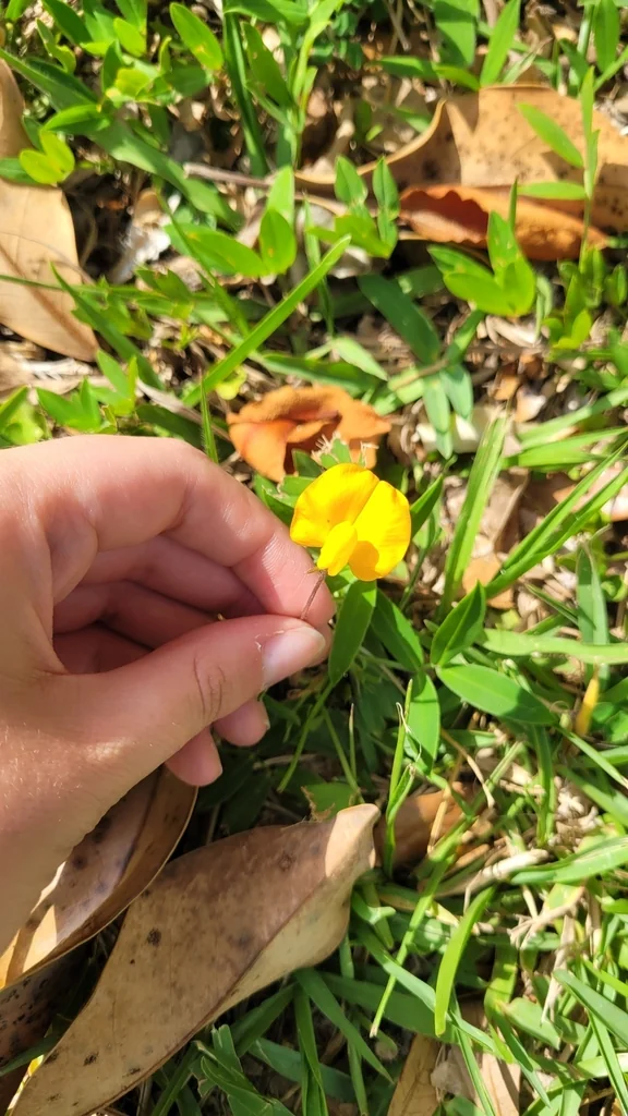 Arachis Glabrata