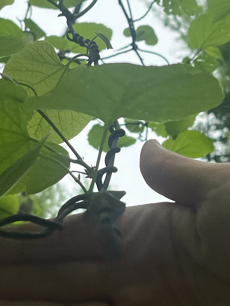 Aristolochia Durior