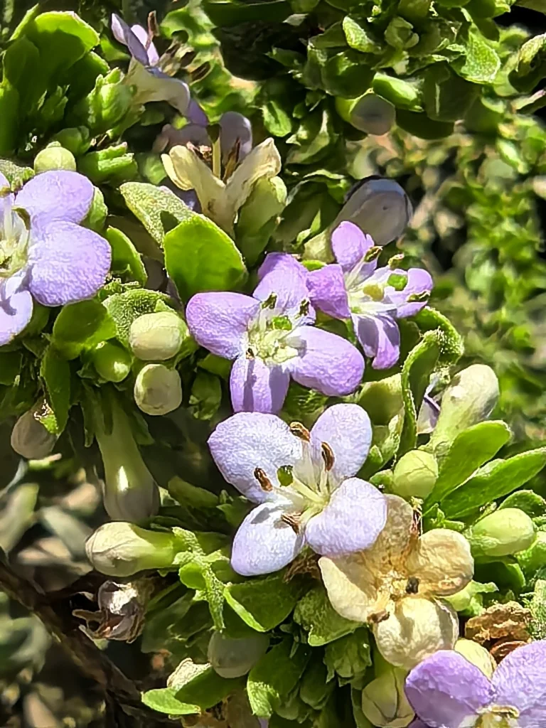 Lycium Brevipes