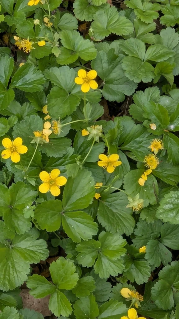 Waldsteinia Ternata