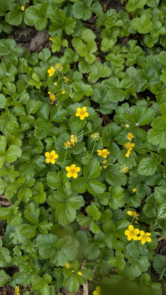 Waldsteinia Ternata