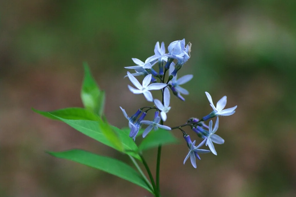 Amsonia tabernaemontana
