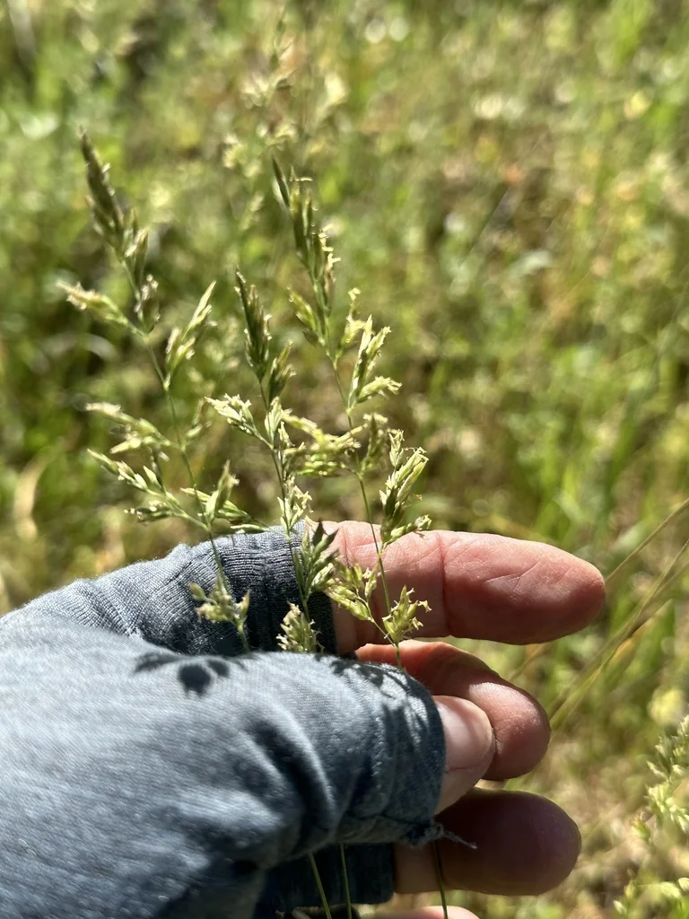 Poa Secunda