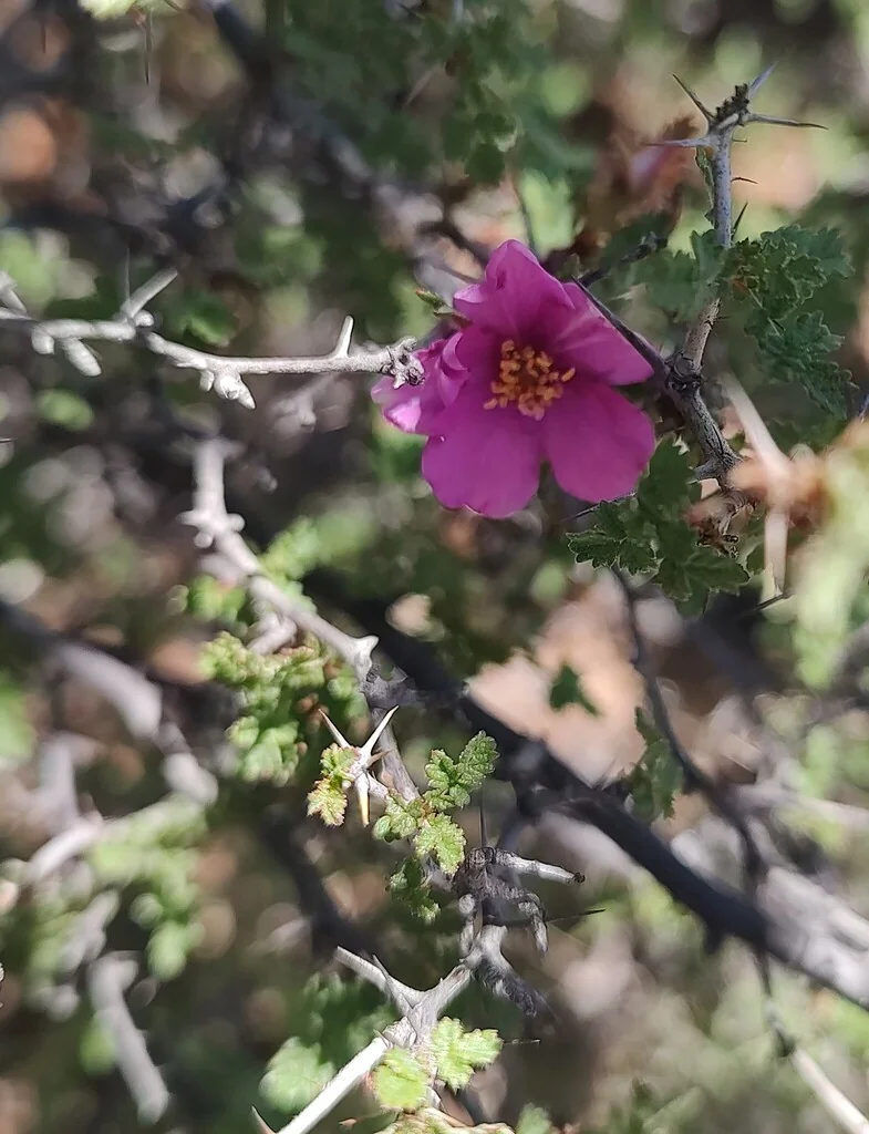 Rosa Minutifolia