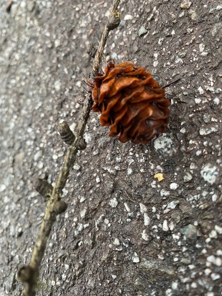 Larix Kaempferi