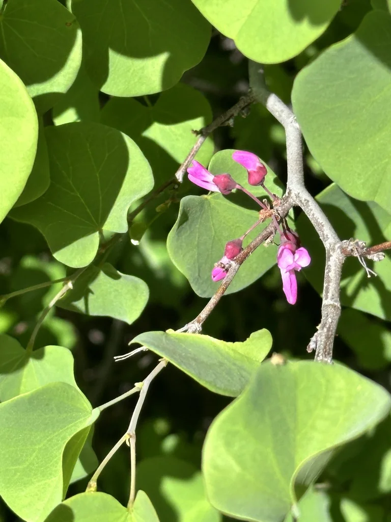 Cercis Occidentalis