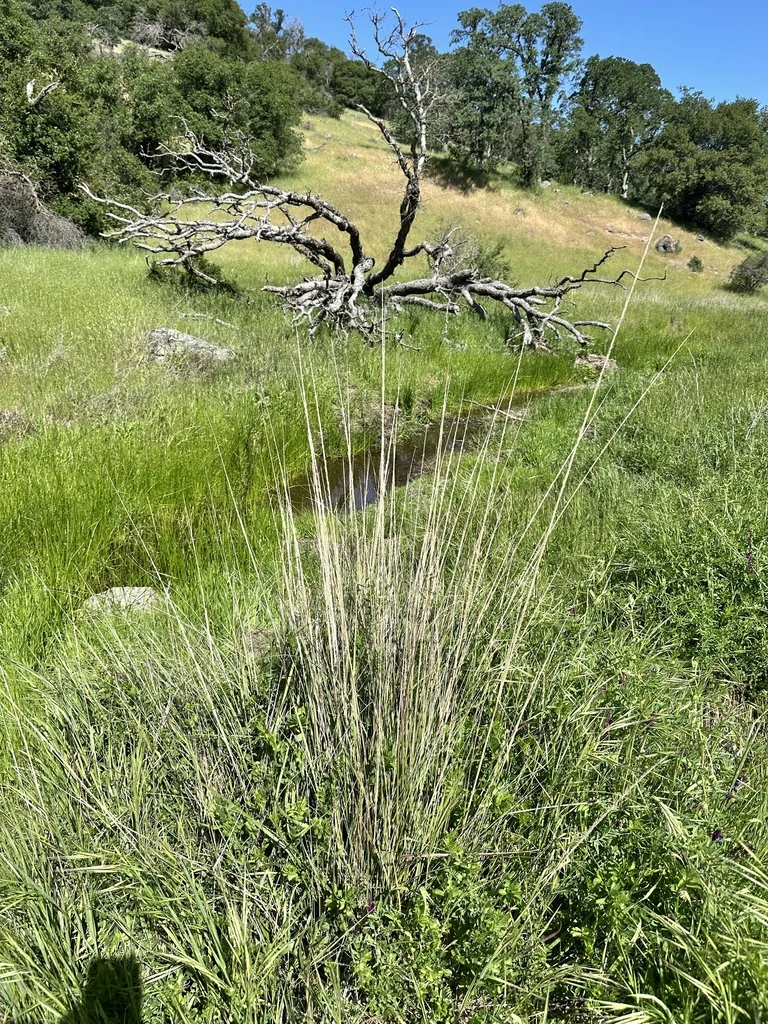 Muhlenbergia Rigens