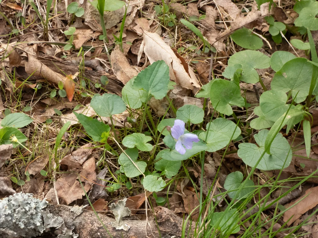 Viola Sororia