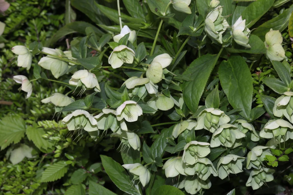 Helleborus Orientalis