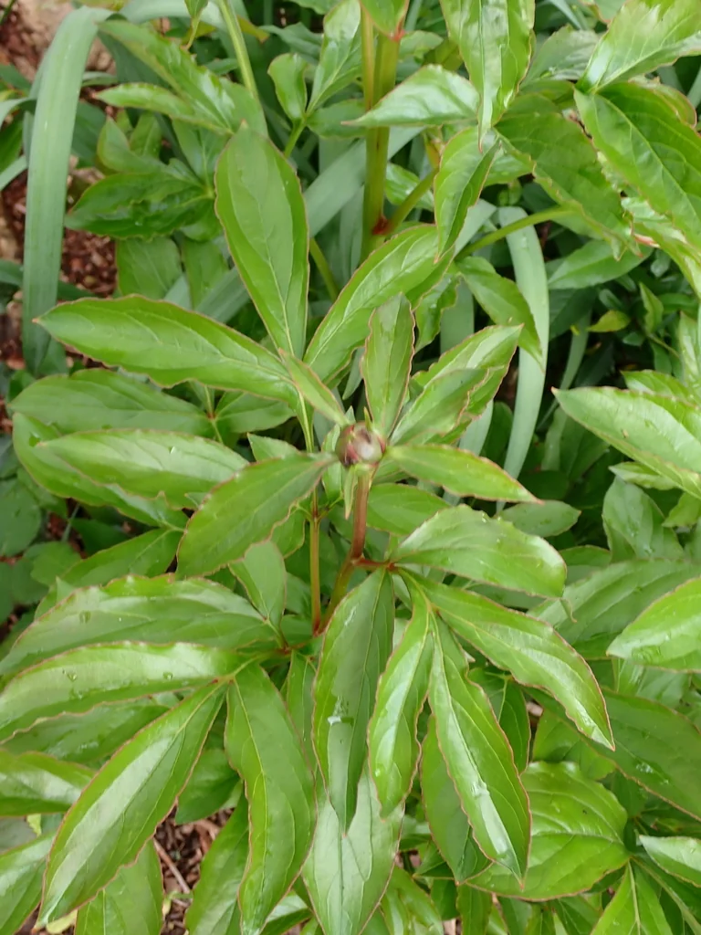 Paeonia Lactiflora