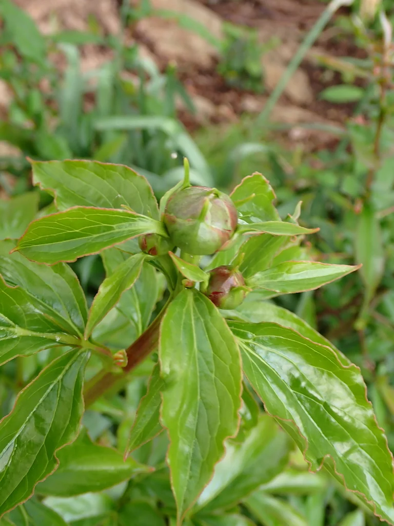 Paeonia Lactiflora