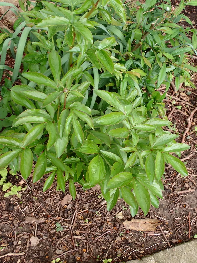 Paeonia Lactiflora