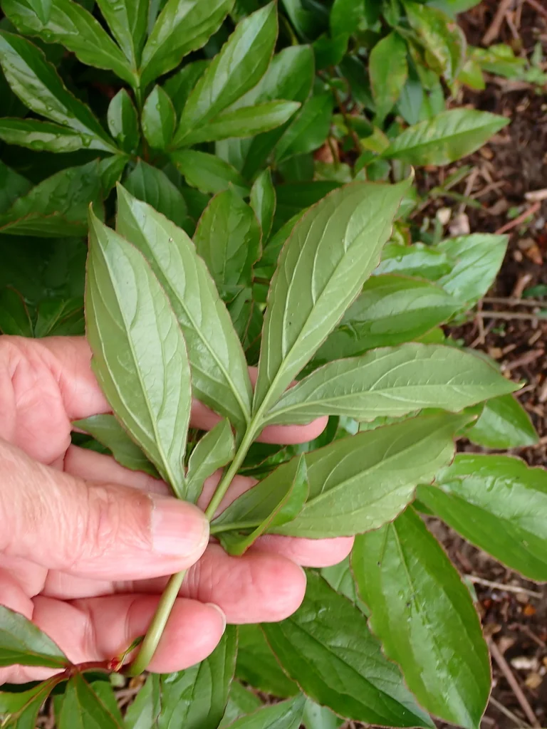 Paeonia Lactiflora