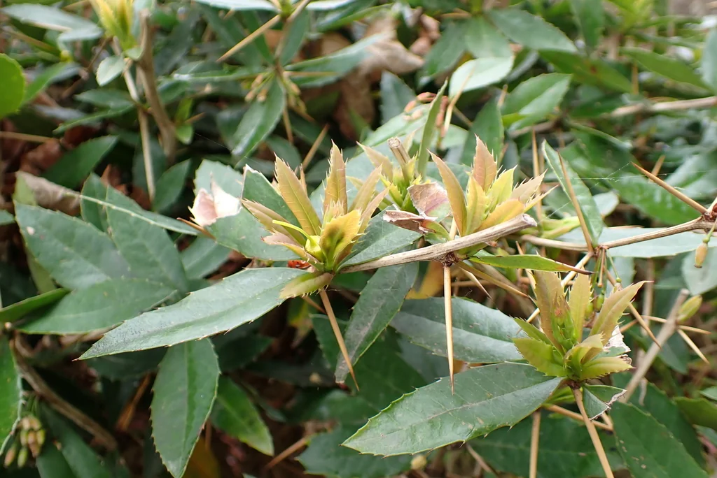 Berberis Julianae