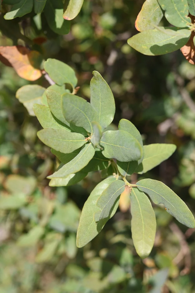 Quercus Engelmannii