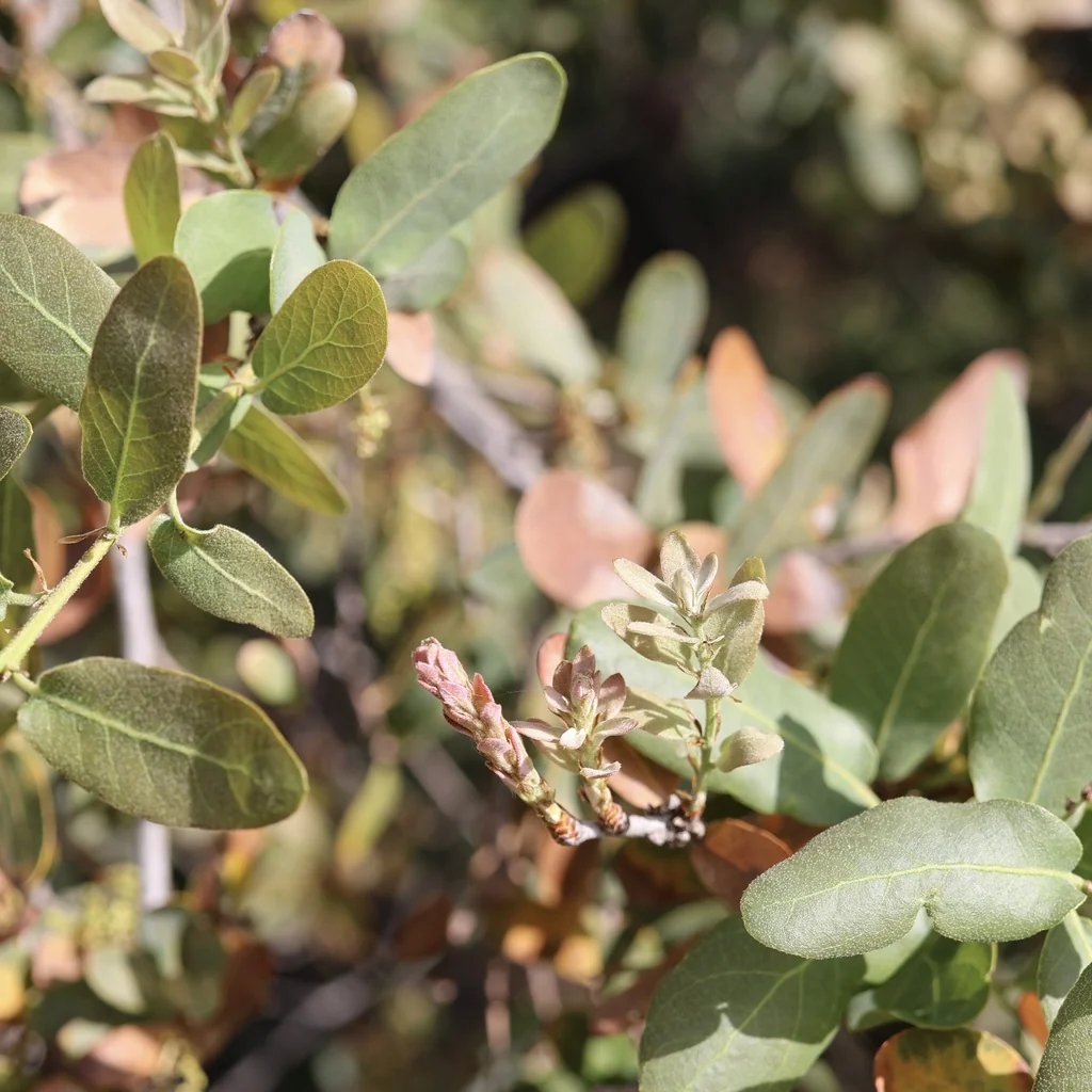 Quercus Engelmannii