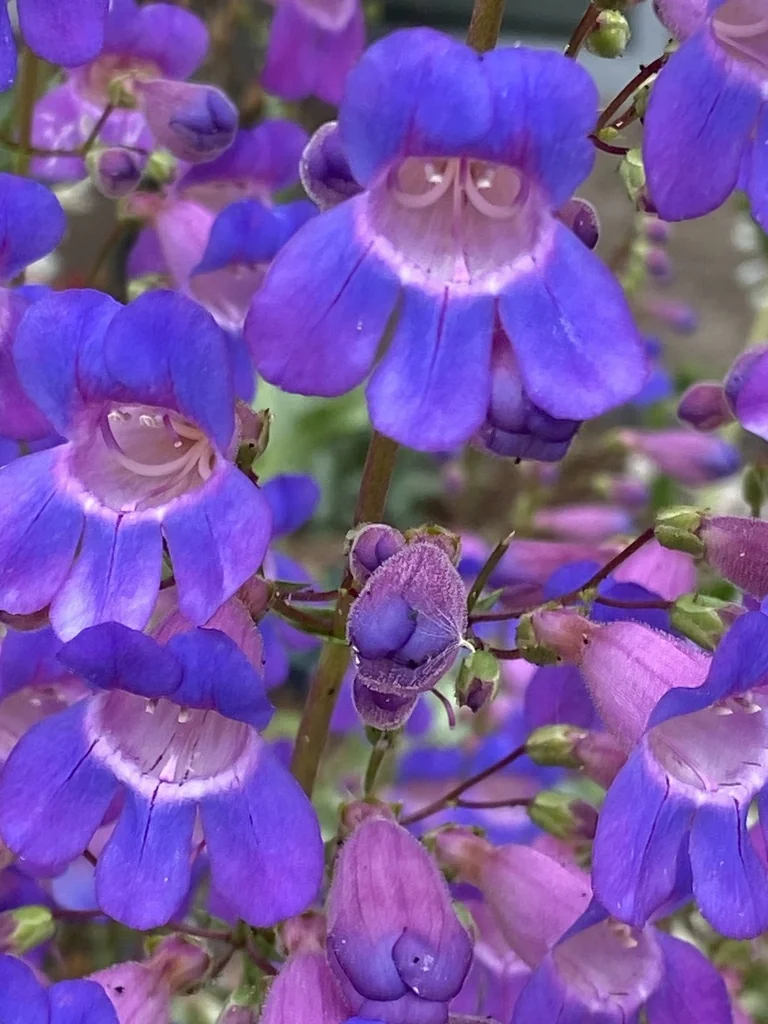 Penstemon Spectabilis