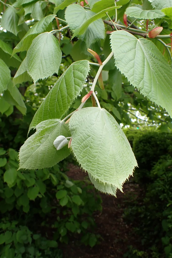 Tilia Tomentosa