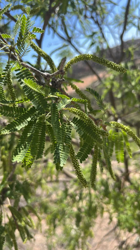 Prosopis Velutina