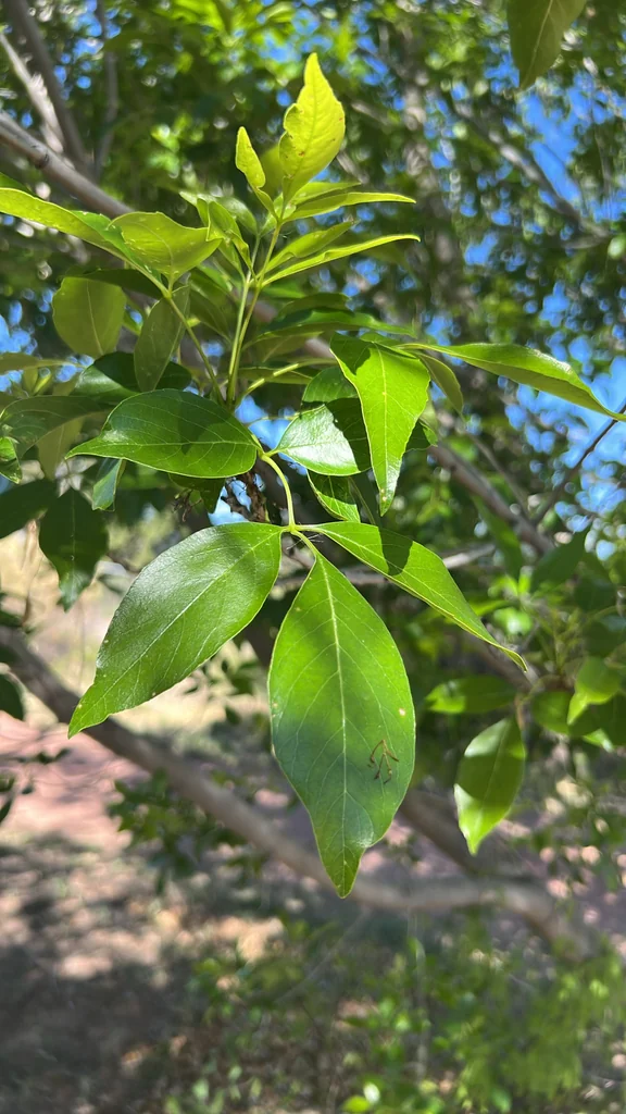 Fraxinus Velutina