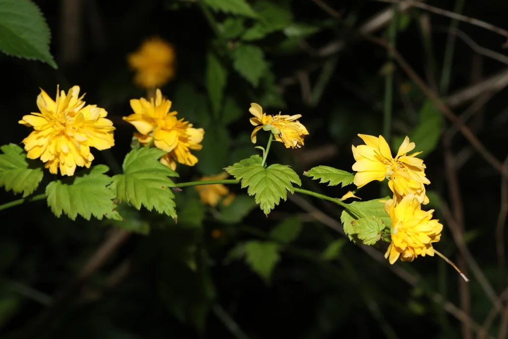 Kerria Japonica