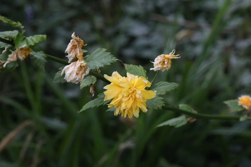 Kerria Japonica