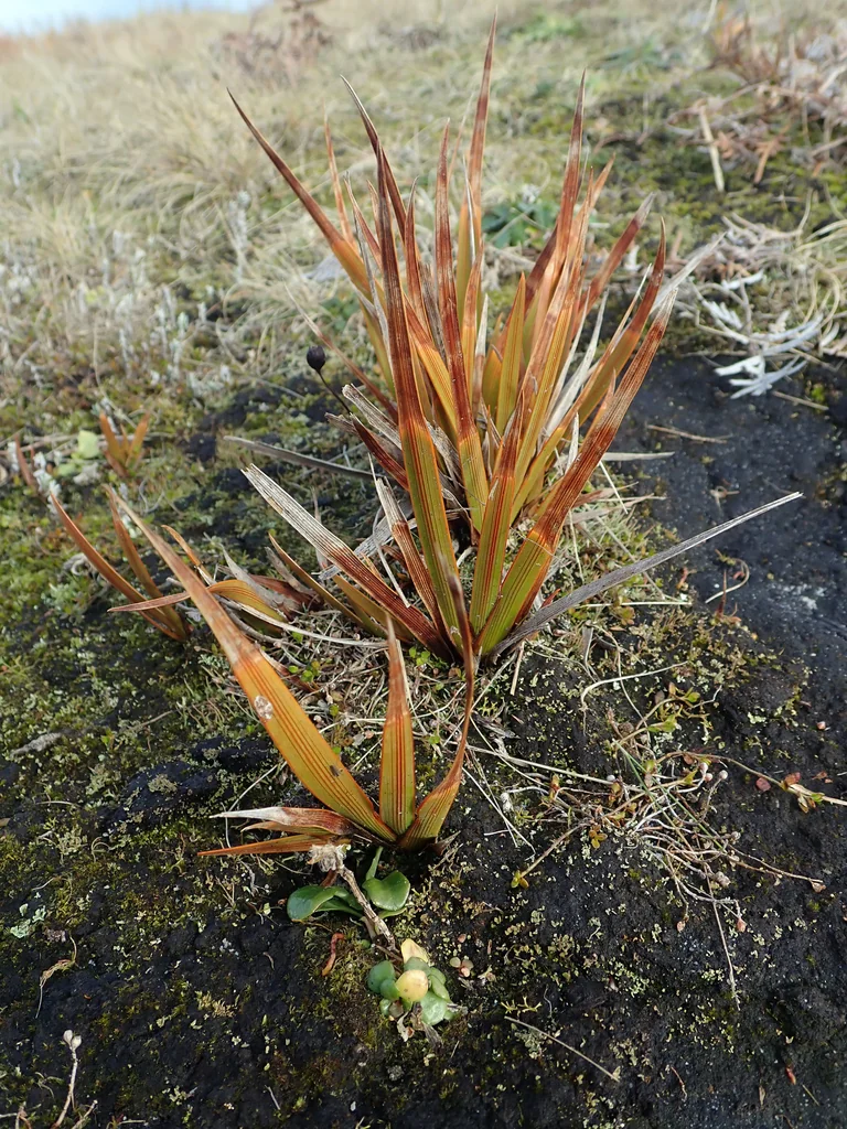 Libertia Peregrinans
