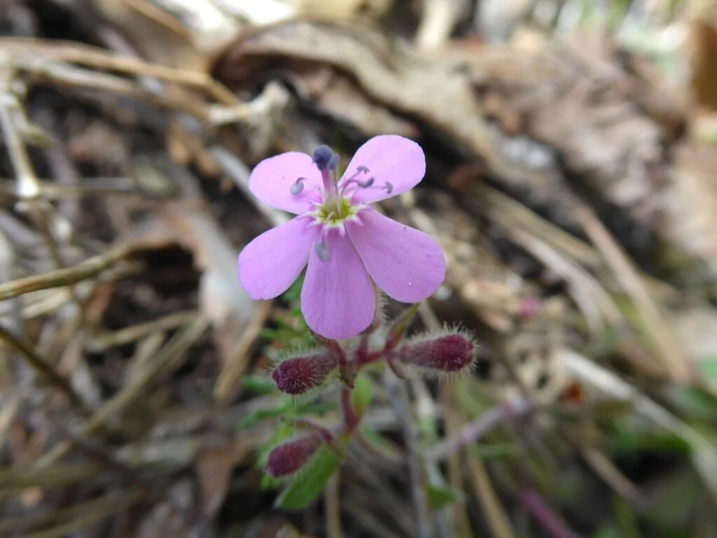 Saponaria Ocymoides