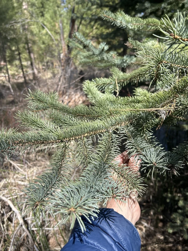 Picea engelmannii