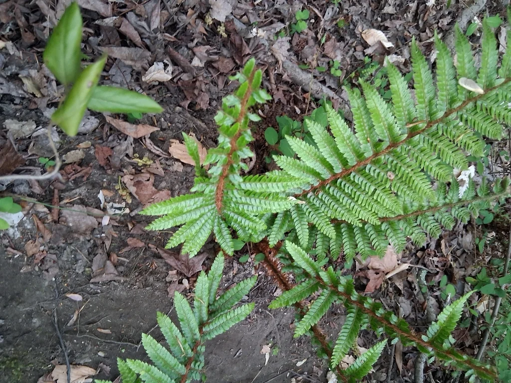 Polystichum Polyblepharum