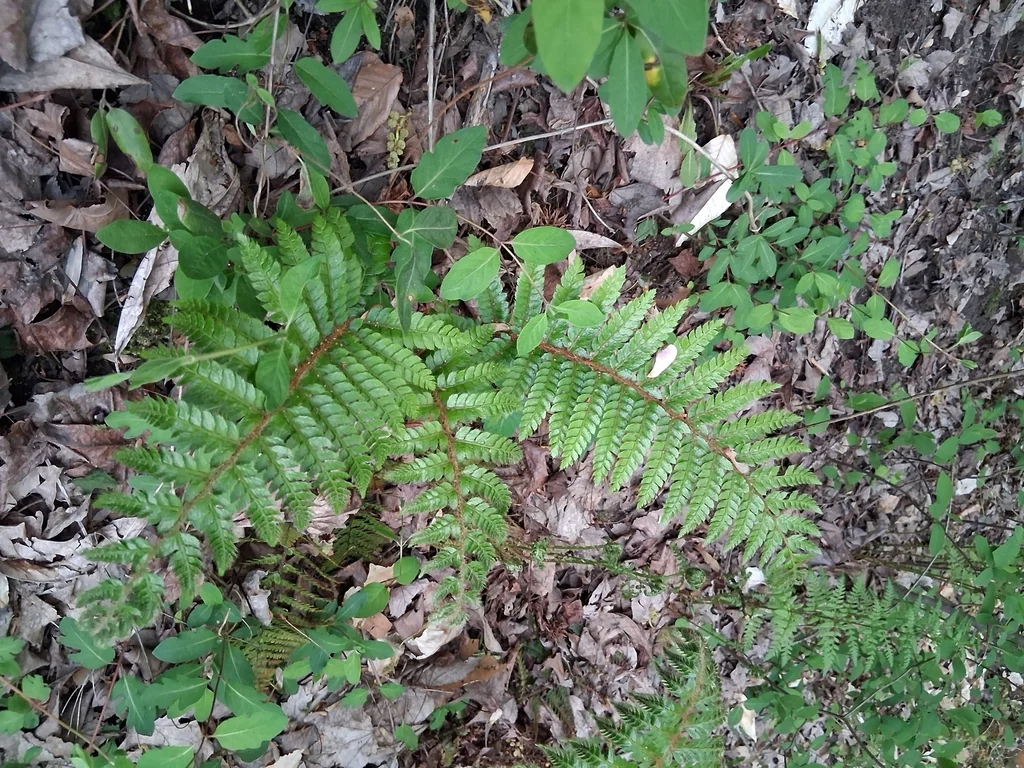 Polystichum Polyblepharum