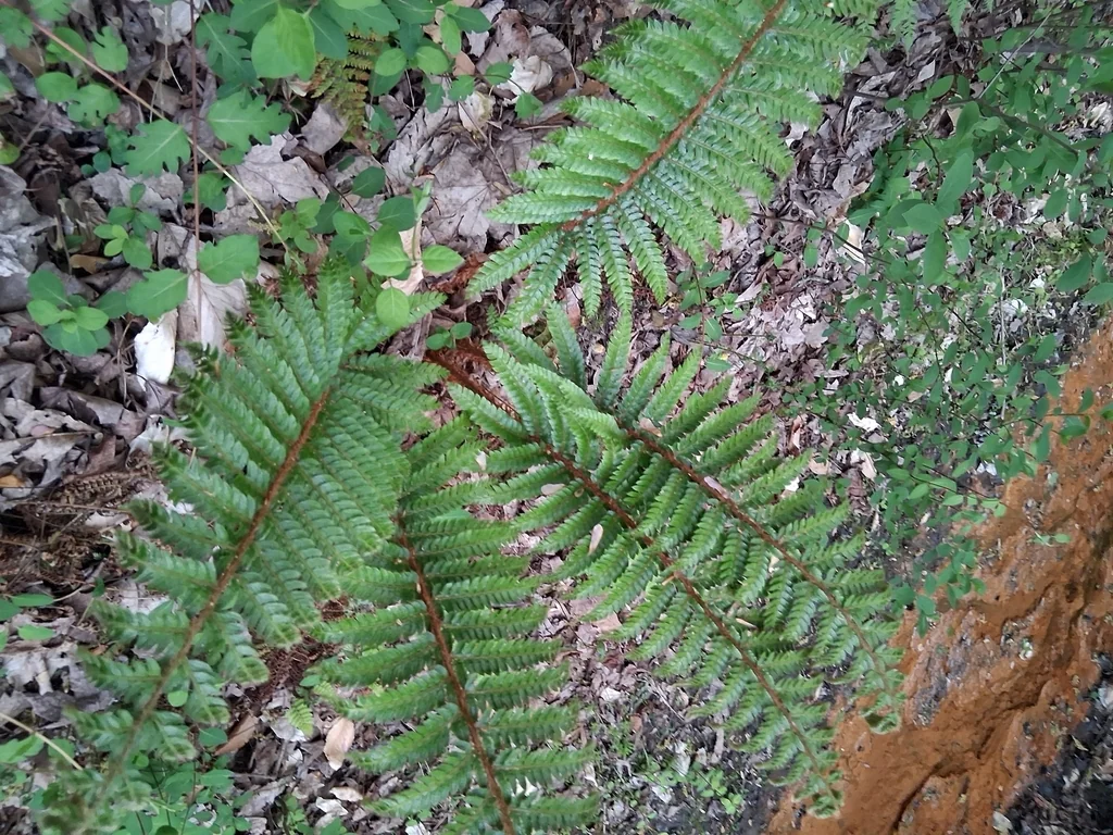 Polystichum Polyblepharum