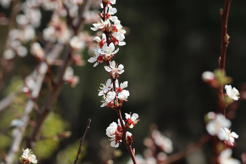Prunus Armeniaca