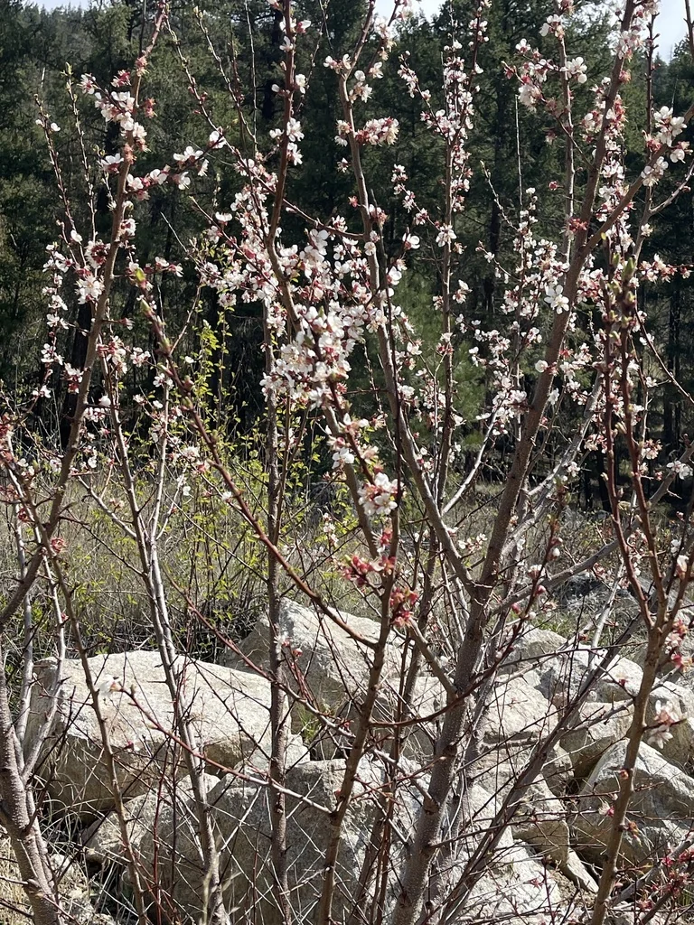 Prunus Armeniaca