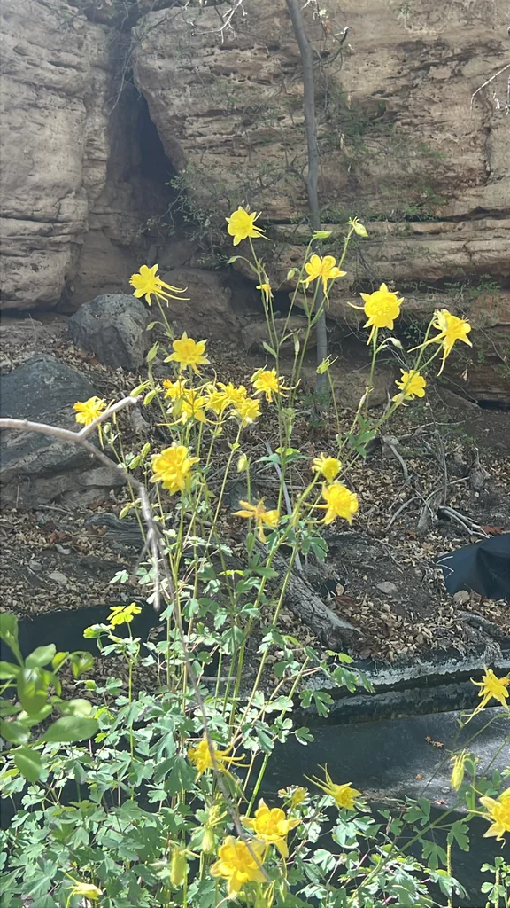 Aquilegia Chrysantha