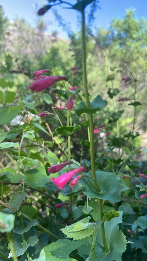 Penstemon Pseudospectabilis
