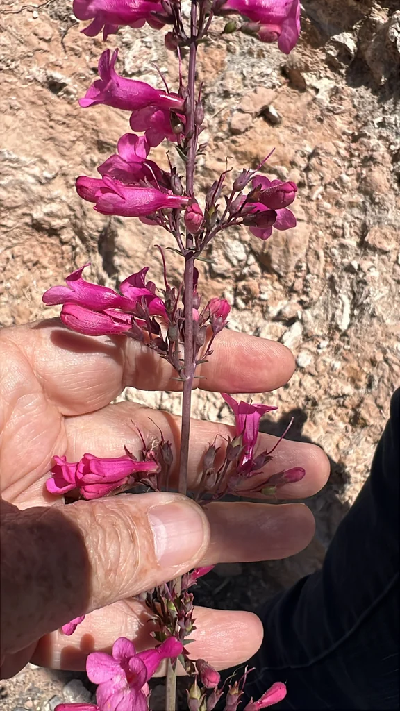 Penstemon Parryi