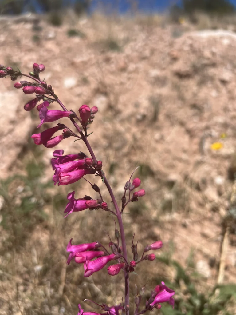 Penstemon Parryi