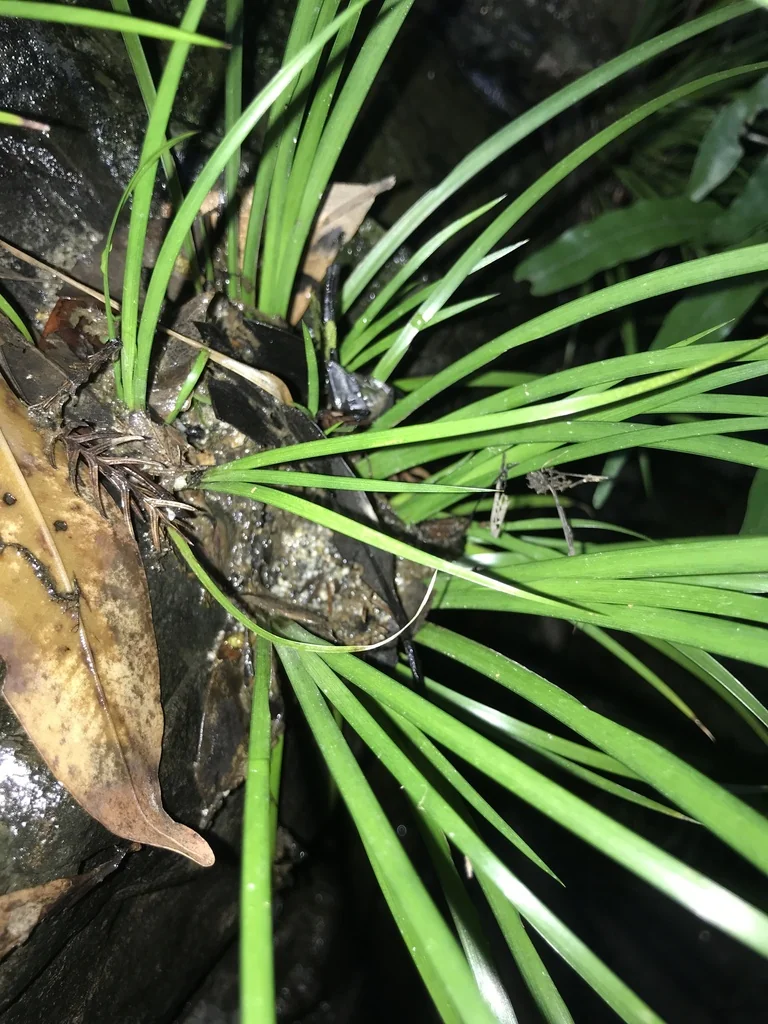 Acorus gramineus