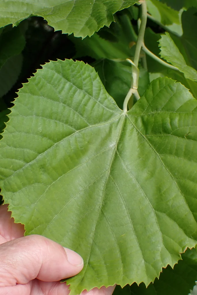 Tilia Tomentosa