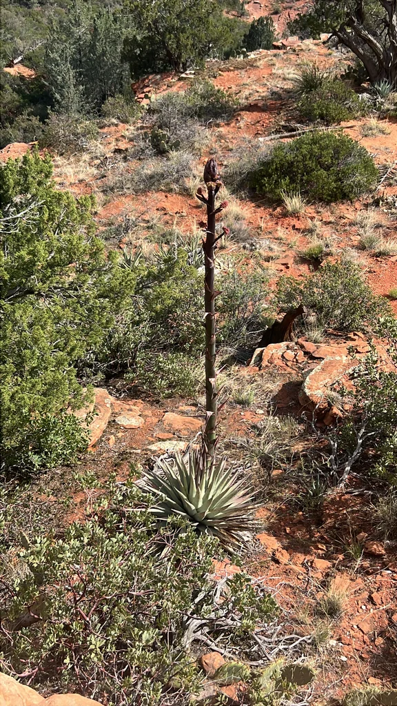 Agave Parryi